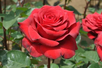 Всё о розах. Розы в нашем саду | Чайно-гибридная роза Топаз | Чайно-гибридная  роза, Розы, Сад