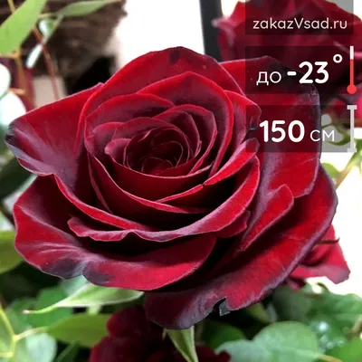 Саженцы розы чайно гибридной Эль (Elle) купить в Москве по цене от 490 до  1990 руб. - питомник растений Элитный Сад