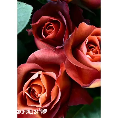 Набор Трио розы (чайно-гибридные) — Зеленый Сад - Уральский плодопитомник