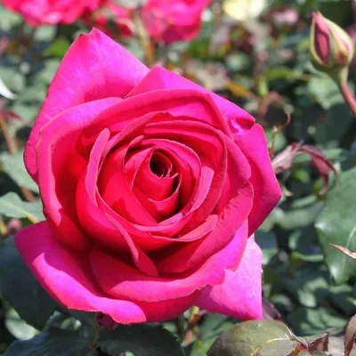Роза чайно–гибридная Пароле в садовом центре \"Зеленый ПоСад\"