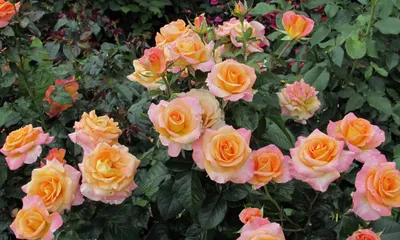 Роза чайно-гибридная С4 микс купить недорого в интернет-магазине товаров  для сада Бауцентр