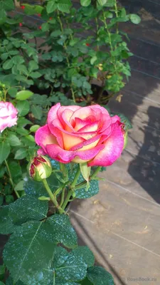 Саженцы чайно-гибридных роз в Беларуси - каталог сортов, фото, цены от 10  рублей