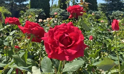 Чайно-гибридные розы 🌹 🌹 🌹 | Розы Кавказа🌹🌹🌹 | Дзен