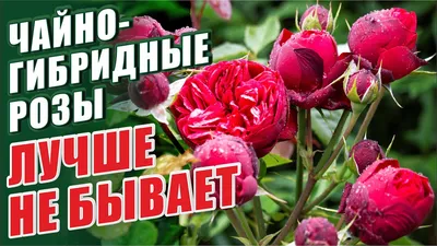Саженцы Роза чайно-гибридная Кофе брейк купить в Екатеринбурге