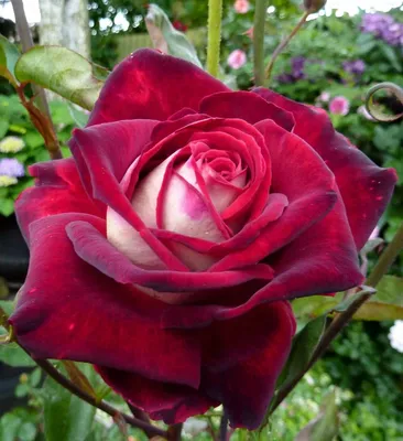 Сорта чайно-гибридных роз, описание фото