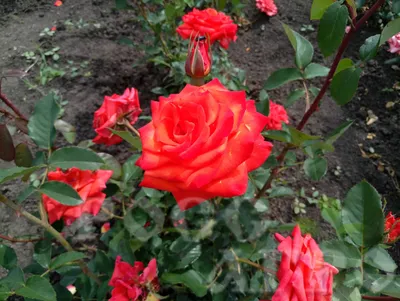 Роза чайно-гибридная Блаш (Blush) купить выгодно ✵ Сады-Эдема.рф – интернет  магазин растений для сада