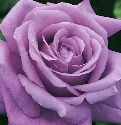 40 сортов чайно-гибридных роз | Чайно-гибридная роза, Розы, Сад