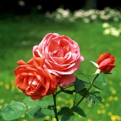 Купить Роза чайно-гибридная Тройка |купить в интернет-магазине Дивный сад