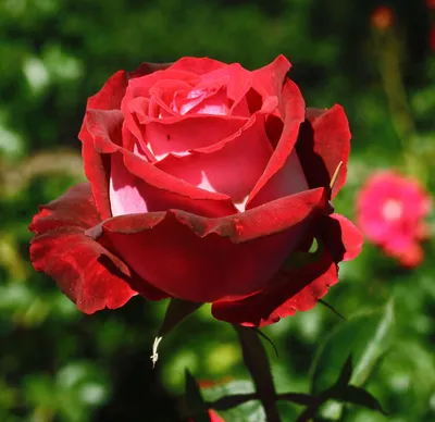 Роза чайно-гибридная \"Форевер Янг\" — купить по цене в интернет-магазине  \"Заокские питомники растений\"