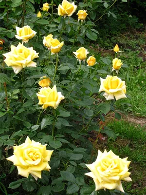 Чайно-гибридная роза Бургунд 81🌹🌹🌹 Здоровая и надëжная роза с  роскошными, огромными цветами( 15-16см).Цветок очень красивый насыщенного…  | Instagram