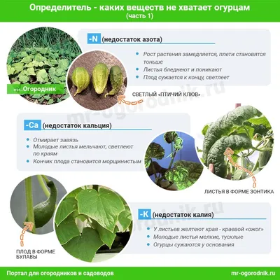 Чем подкормить огурцы в открытом грунте и теплице - схемы | Садовые грядки,  Теплица, Огород