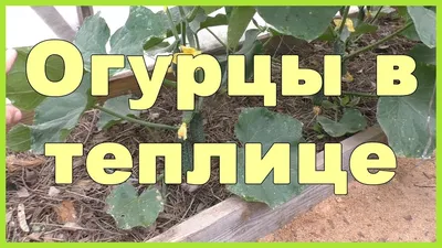 Огурцы в теплице: посадка, полив, подкормка, уход, сорта