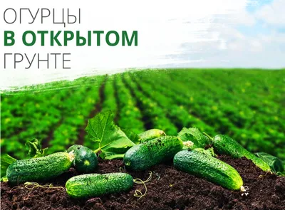 Что делать с желтыми пятнами на огурцах - Agro-Market24