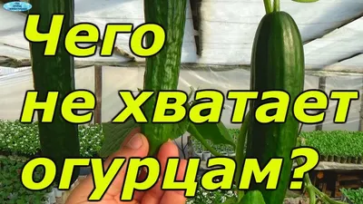 Кривые огурцы? Причины и устранение. - YouTube