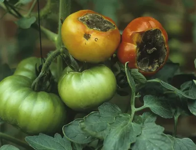 Нехватка минеральных удобрений при выращивании томатов ⋆