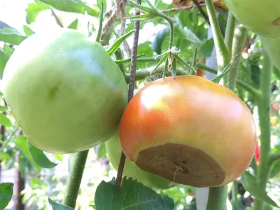 Шпаргалка для начинающего дачника: что не хватает помидорам | Вдали от  города (огород + подсобное хозяйство) | Дзен