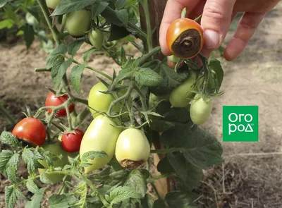 Чем подкормить помидоры, которые плохо растут | На грядке (Огород.ru)