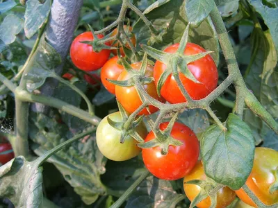 Как понять, чего не хватает помидорам? | Огород, Растения, Сад