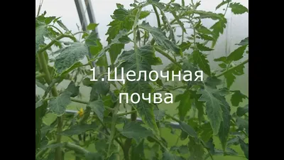 У томатов листья стали мраморные, завязи облетают. Чего не хватает томатам  в теплице? - ответы экспертов 7dach.ru