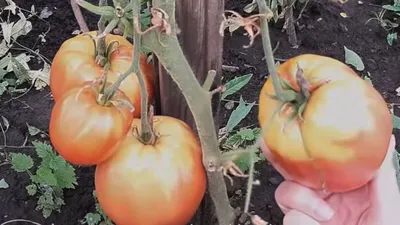 Почему не созревают томаты в теплице и открытом грунте | На грядке  (Огород.ru)