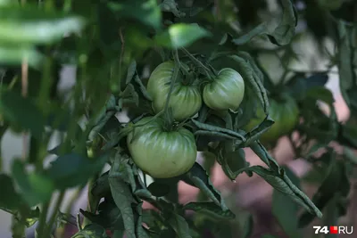 как определить чего не хватает томатам по листьям фото — Яндекс: нашл� |  сад,огород | Постила