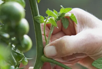 Фитофтора на помидорах: как бороться народными средствами, как выглядит,  признаки, профилактика