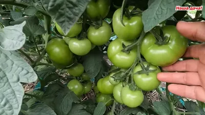 Как правильно поливать помидоры после высадки в теплицу или грунт - 22 июня  2022 - НГС