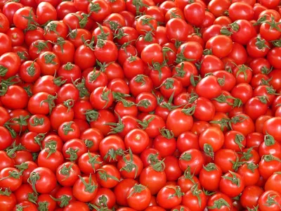 Почему желтеют помидоры и как этого не допустить - видео | Новости РБК  Украина
