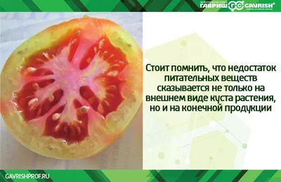 Диагностика минерального питания для томатов в летне-осеннем...