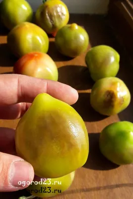 Почему скручиваются, желтеют, белеют листья у помидор, что делать с  болезнями томатов, как бороться с фитофторозом, кладоспориозом - 15 июля  2022 - 45.ru