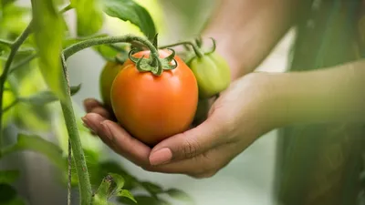 Почему помидоры кислые — разбираемся в агротехнике их выращивания