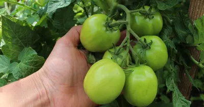 Чего не хватает моим томатам? Как восполнить нехватку элементов питания? -  ответы экспертов 7dach.ru