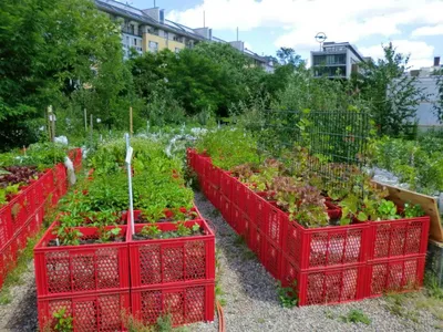 🌿Как сделать грядки своими руками. Ограждения для грядок на даче. Чем огородить  грядки на даче