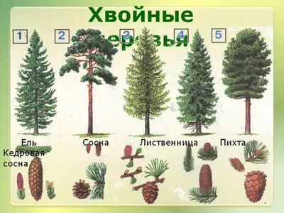 Купить сосну Сверк с зелеными концами 1 м в Минске дешево с доставкой