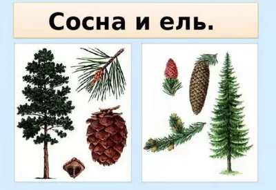 Ель и сосна: отличия, как выглядят, какая разница между корневой системой,  что выше