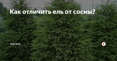 Брус из ели или сосны - основные отличия