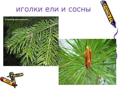 Ель, сосна или пихта: как выбрать дерево на Новый год (ИНСТРУКЦИЯ) —  Новости Хабаровска