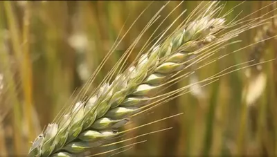 Чем отличается яровая пшеница от озимой фото фото
