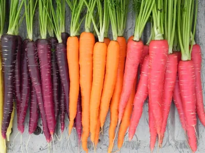Чем полезна черная морковь. ЧИТАТЬ ВСЕМ | Дачные секреты | Дзен