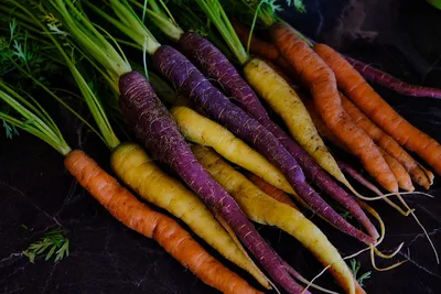 черная морковь прячет морковь. сатив - корневой овощ, обычно оранжевый по  цвету Стоковое Фото - изображение насчитывающей ферма, свежесть: 268530330