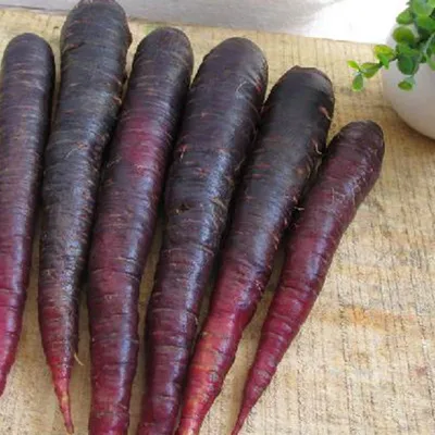 Морковь черная (пурпурная) молотая 1 кг, PL (ID#1380057803), цена: 379 ₴,  купить на Prom.ua