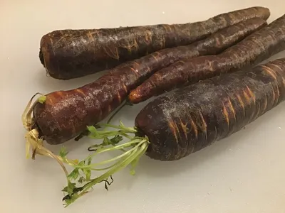 Луганский овощевод выращивает черную морковь - На пенсии