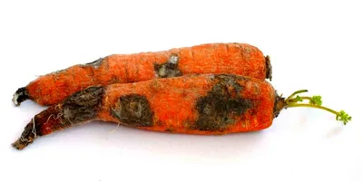 BB.lv: В чём отличие чёрной и фиолетовой моркови от обычной