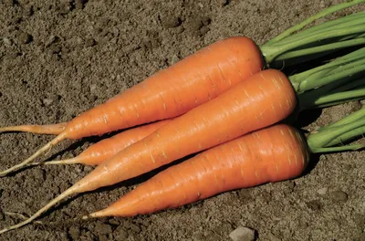 Черная морковь в вишневом соке | Морковь, Сок