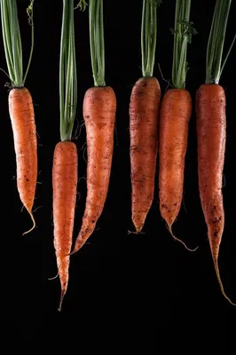 Черная морковь: сорта, полезные свойства