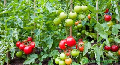 Вредители томатов: вредители помидоров и борьба с ними - Agro-Market
