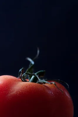 Что делать, если на помидорах черная мошка?» — Яндекс Кью