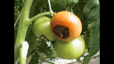 Распространенные заболевания томатов | Tomato disease, Gardening tomato  plants, Growing tomato plants