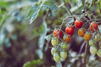 🐛🍅Помидоры в теплице: как бороться с фитофторой и другими болезнями  томатов. Фитофтора на помидорах в теплице и другие болезни томатов