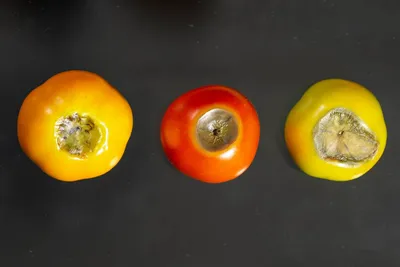 На стеблях, плодах и обратной стороне листа томатов черные точки. Чем  болеют растения? - ответы экспертов 7dach.ru